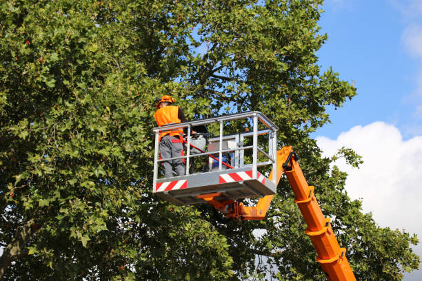 Best Tree Removal  in Xtonia, PA