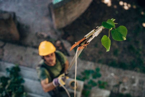 Best Emergency Tree Removal  in Xtonia, PA