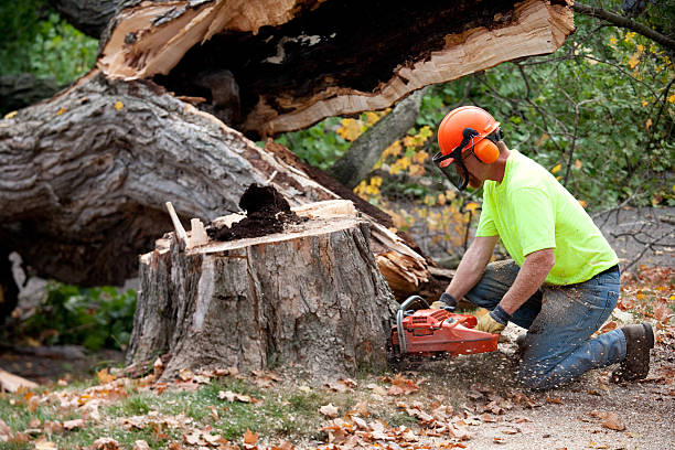 Best Commercial Tree Services  in Xtonia, PA