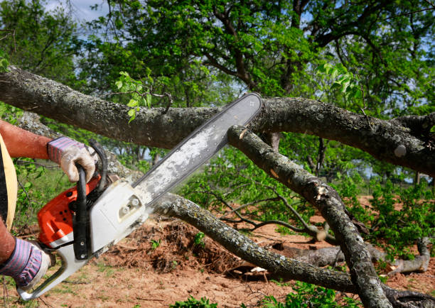 How Our Tree Care Process Works  in  Paxtonia, PA